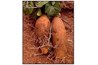 Yams are not the same thing as sweet potatoes.