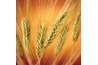 Wheat is another source of policosanol.