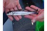 Salmon smolt are raised in tanks before moving to cages