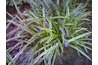 Liriope is a flowering alternative to grass