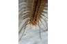 Venom tipped pincers are located right next to the centipede's mouth