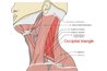 Headaches can arise from neck subluxations