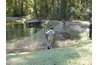 At harvest time, fish are netted from the entire pond.