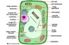 Anatomy of Plant Cell