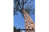 White quebracho bark is used to make Aspidosperma tincture.