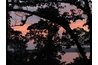 Jungle Sunset