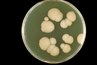Candida albicans