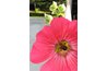 Hollyhock with bumblebee pollinator; note white stripes highlighting pollen area.