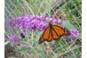 Monarch pollinating the clustered flower petals of a butterfly bush.