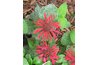 Catmint with tubular flower shapes accessible to hummingbirds.