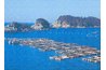 Large fish cage farms are created by using multiple cages