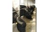 Water buffalo