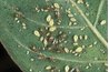 Aphids