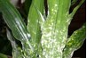 Mealybugs