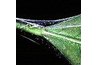Spider Mites