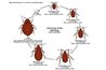Tell If You Have Bed Bugs