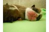 Feed Puppies formula- Blend it