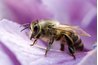 Know your bee-havior!
