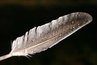 A stiff, primary flight feather