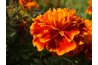 Plant orange marigolds to draw hummingbirds.