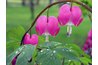 Bleeding heart