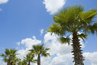 California fan palms are the only palm tree native to western North America.