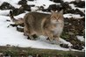 A cat who dribbles urine has possibly suffered a spinal injury.