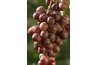 Grapes contain tartaric acid, which can make sugar crystals form in jelly.