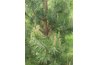 Douglas fir is the most widespread of all conifers in Washington.