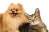 Dogs and cats die from eating bait or poisoned rodents.