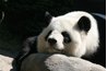 Pandas are large black and white bears found in Asia.
