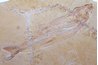 This fish fossil illustrates how fossils usually look when they are discovered and removed from surrounding rock.