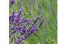 The flowers of lavender offer color and fragrance all summer long.