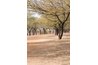 Mesquites are nitrogen-fixing trees, enhancing soil fertility.