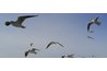 Not one bird falls from the sky without God knowing about it.