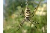 The writing spider is also known as a corn spider.