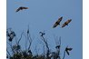 Bats usually hunt in the evening, when it's cooler.