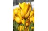 The yellow tulip's symbolism has changed with time.