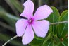 Verbena produces open flowers in colors that interest hummingbirds.