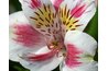 Choose tropical artificial flowers like the hibiscus for the headpieces.