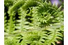 A healthy fern rewards you with new, curled fronds.