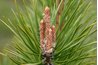 New growth on mugo pines are called candles.