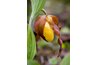 Some "lady slipper" orchids trap wasps for pollination.