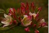 Azalea leaves are generally smaller than rhododendrons'.