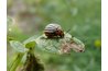 Now banned, DDT was an effective pesticide against the Colorado potato beetle.