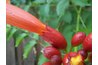 Plant trumpet vine in full sun for optimal performance.