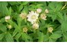 Masterwort foliage provides a contrast to gardenia bushes.