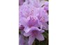 Azaleas flower from April to May usually.