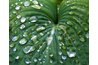 Fungi and viruses arrive on insects and in water.