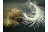 A fluffy covert feather
